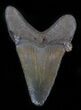 Bargain Angustidens Tooth - Megalodon Ancestor #30209-1